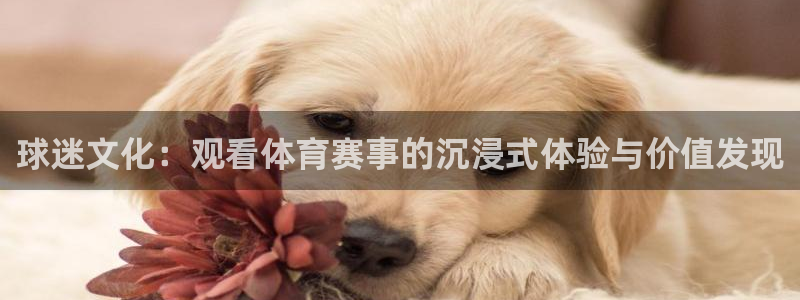 球迷文化：观看体育赛事的沉浸式体验与价值发现
