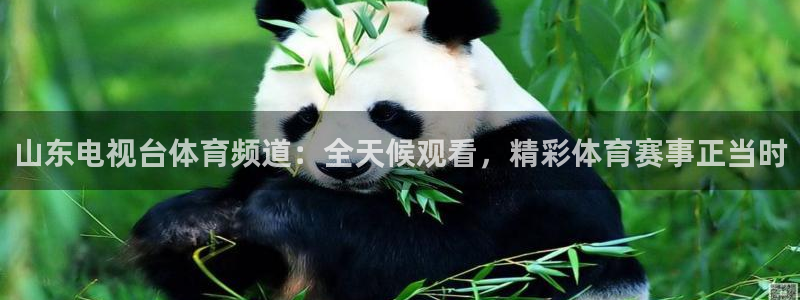 山东电视台体育频道：全天候观看，精彩体育赛事正当时